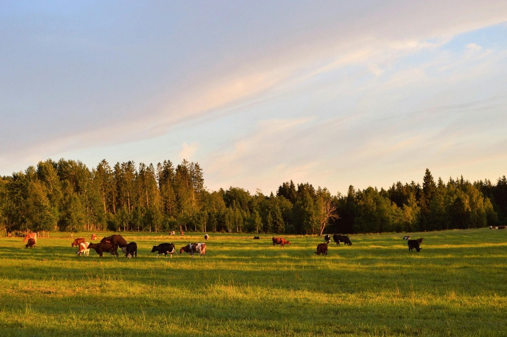 Shipping Household Goods from Sweden to Russia
